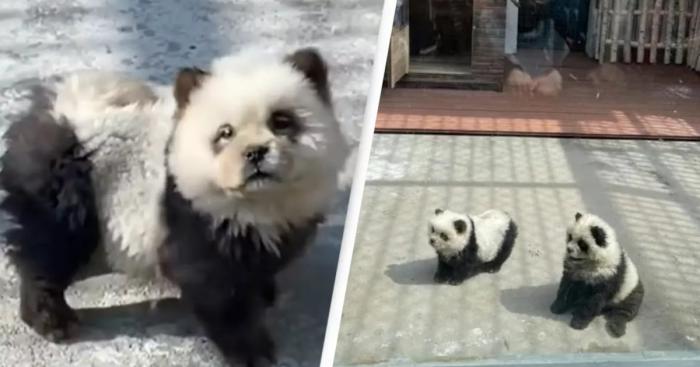 chiens pandas