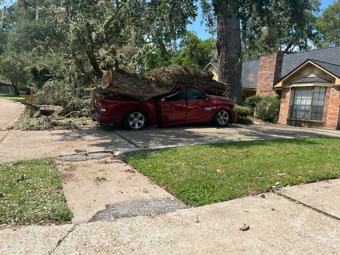 arbre sur une voiture écrasée