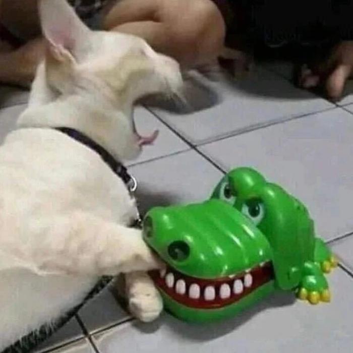 un chat qui pleure avec un crocodile