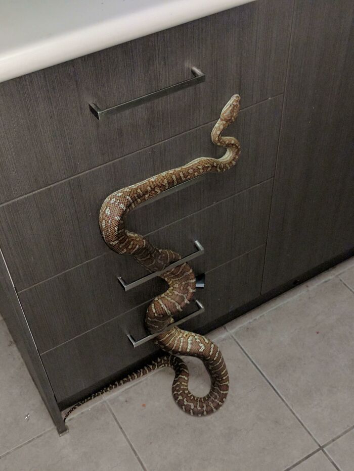 serpent dans une cuisine