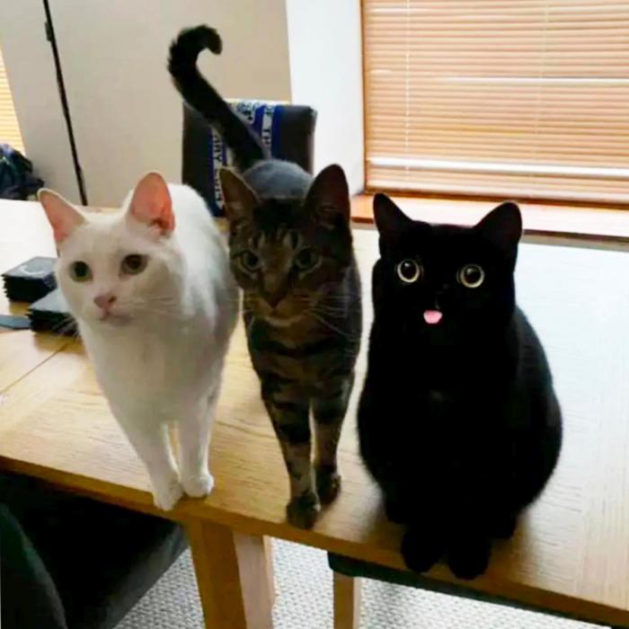 3 chats qui regardent