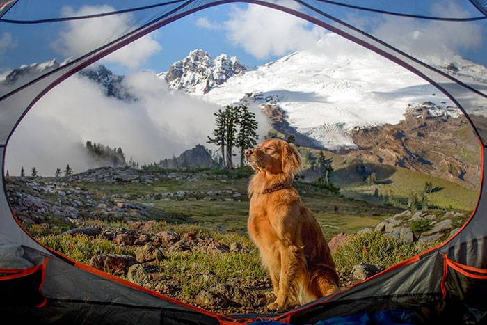 Chien camping Belle Photo