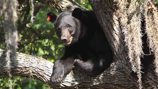 Un ours noir de Floride