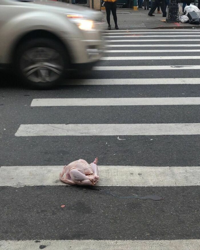 un poulet au milieu du passage piéton