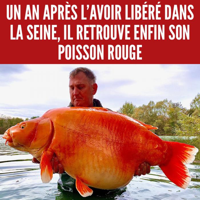 poisson rouge géant