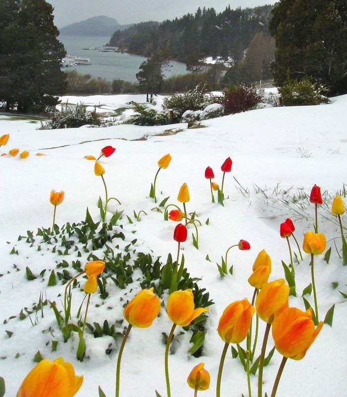 des tulipres dans la neige