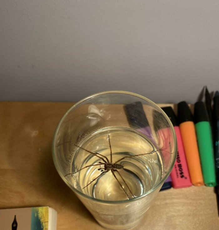 araignée verre d
