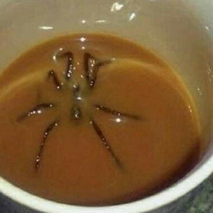 une araignée dans un potage