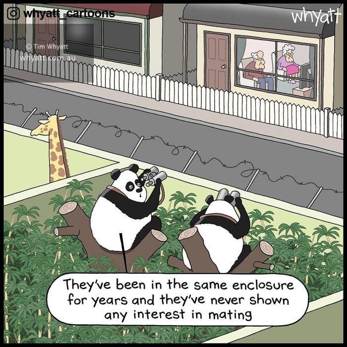 whyatt cartoons panda vieux