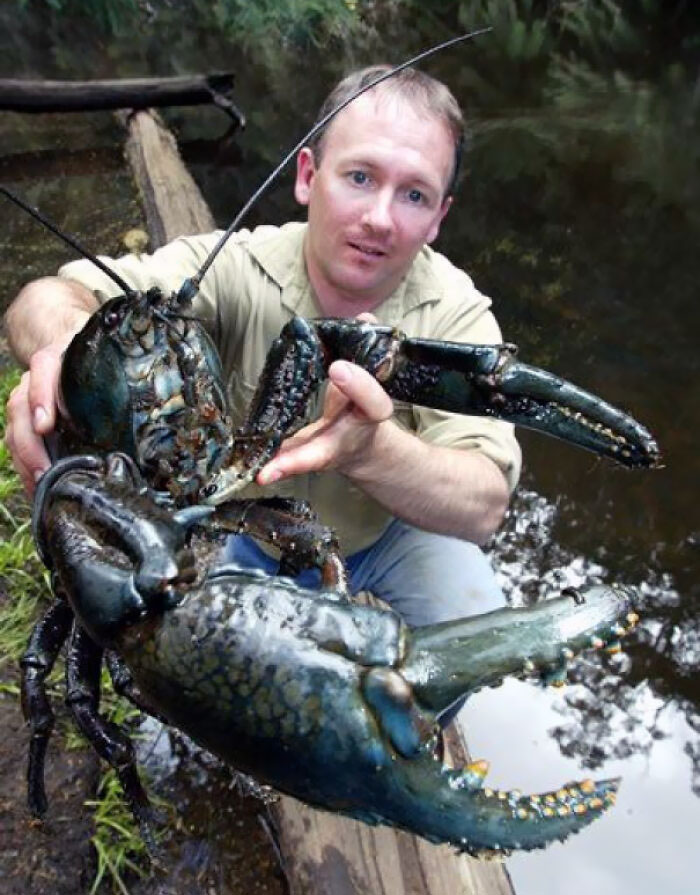 homard géant de Tasmanie