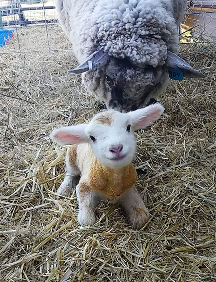 mouton bébé mignon