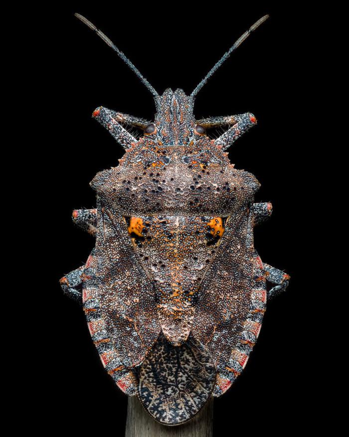 Details Of A Rough Stink Bug par Benjamin Salb