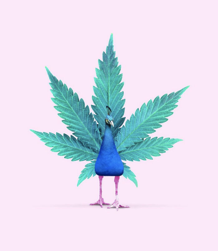 un paon avec une feuille de cannabis