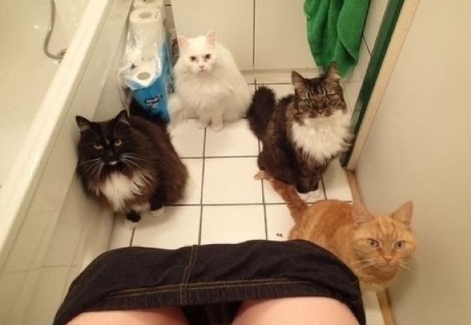 Chats surveillent toilette