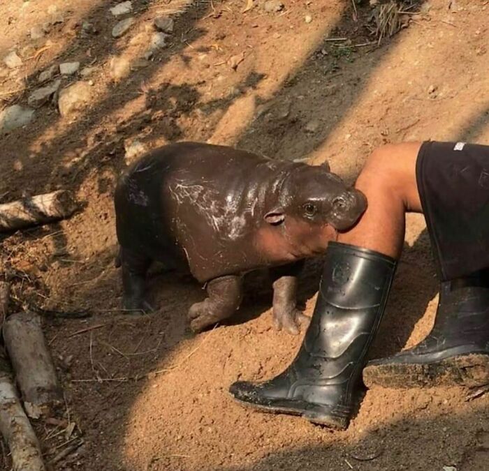 bébé hypopotame mange jambe