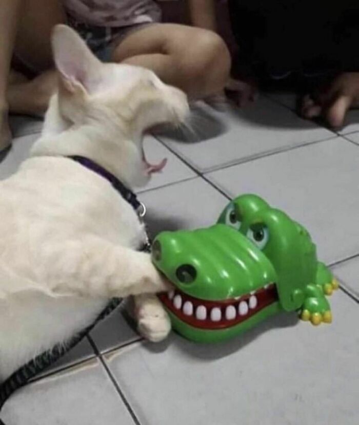 chat mord crocodile jouet