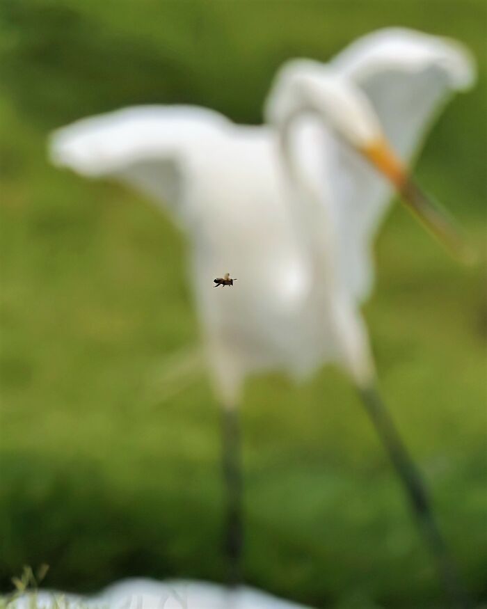 insecte et oiseau sur mauvais focus