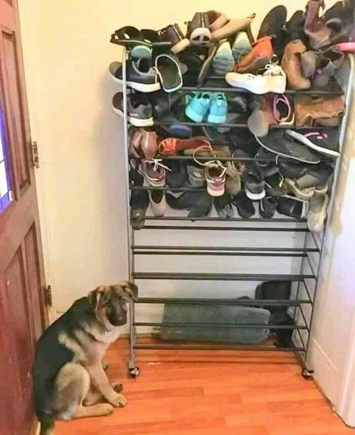 chien mange chaussure