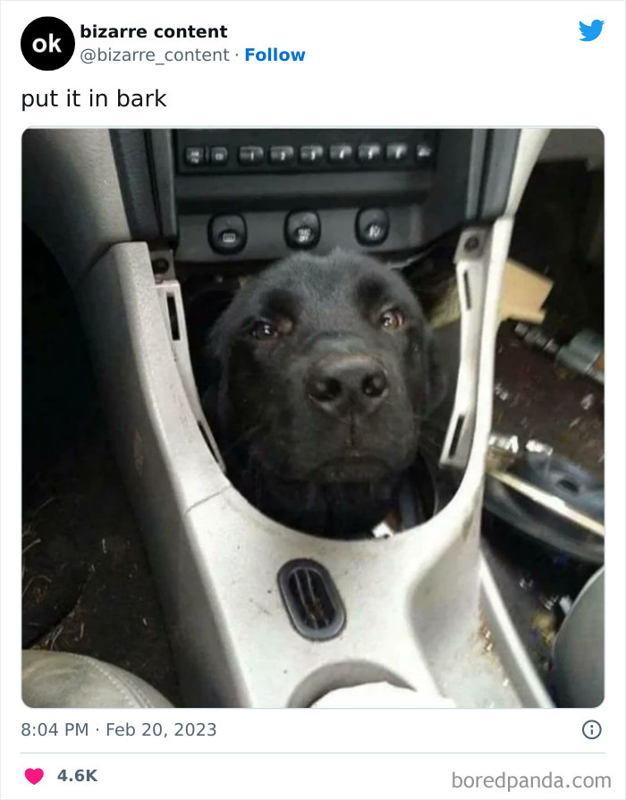 chien dans un tableau de bord de voiture