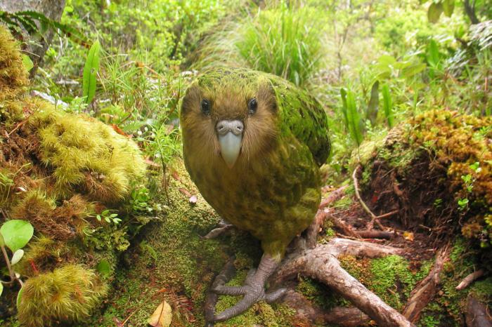 kÄkÄpō