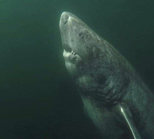 requin du Groenland