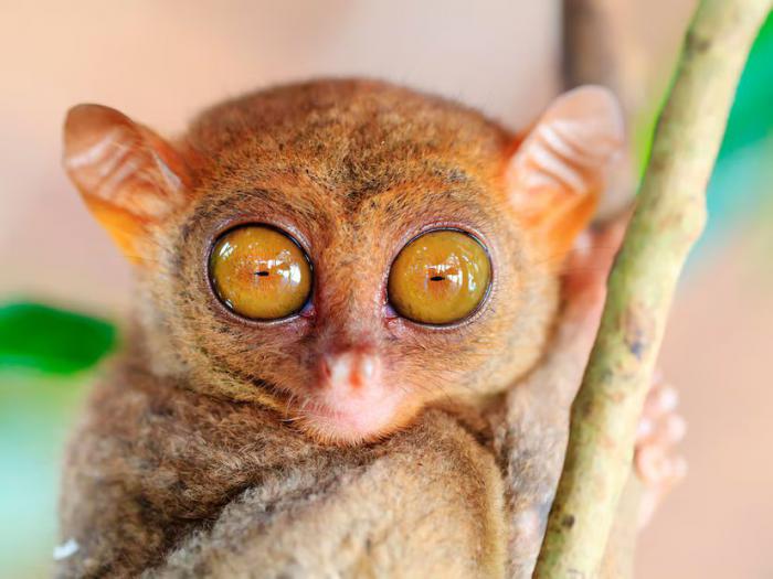 tarsier