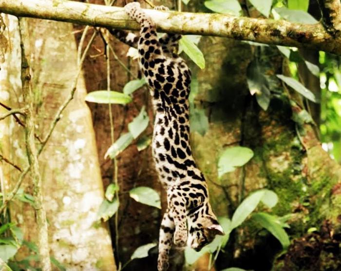 margay