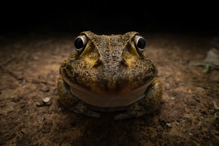 “Awkward smiley frog”