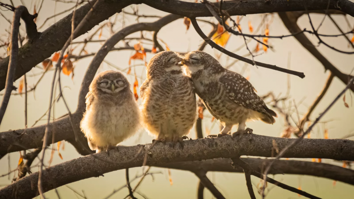 “Smooching owlets”