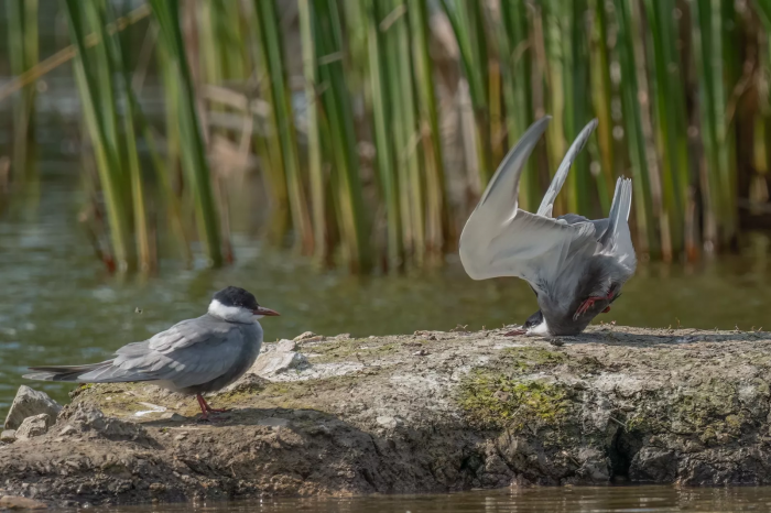 “Whiskered Tern crash on landing”