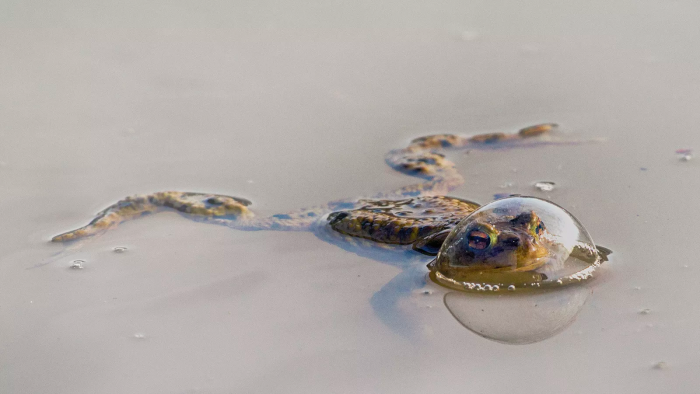 “Frog in a balloon”