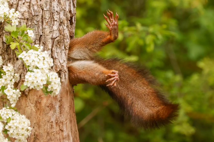 “Stuck squirrel”