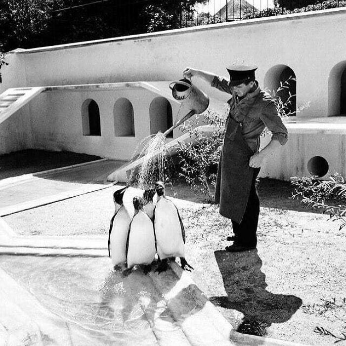 Un gardien de zoo arrosant des Pinguïns empereurs en été 1957