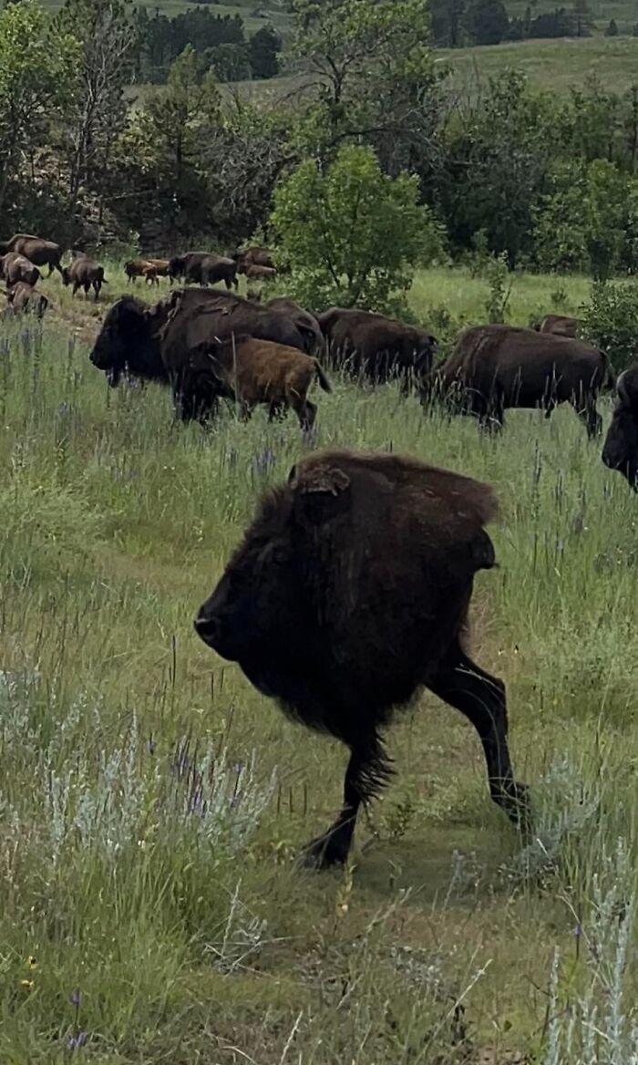 Focus bison