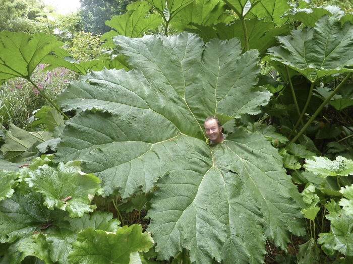 Une feuille gigantesque