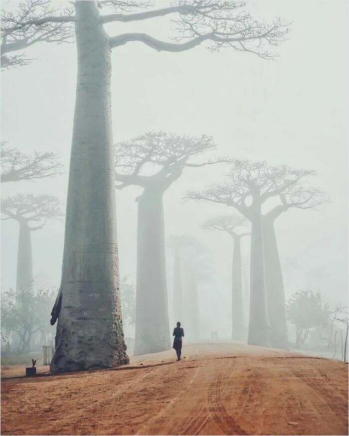 Baobabs