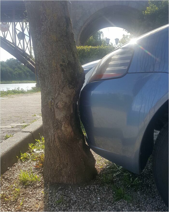 Un arbre qui épouse la forme d