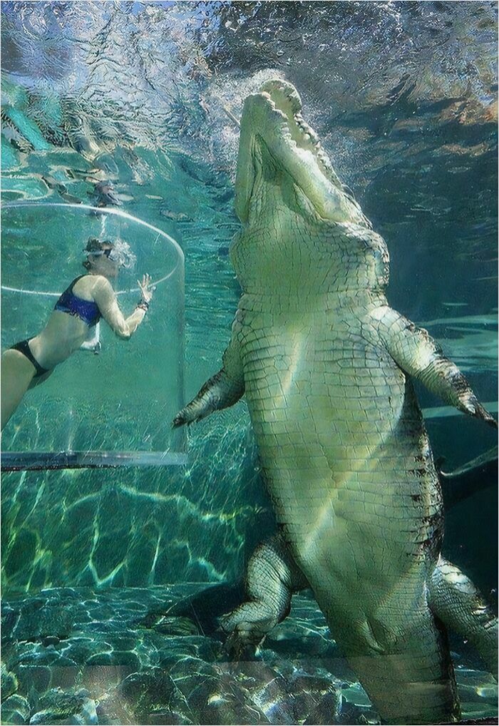 Un crocodile d