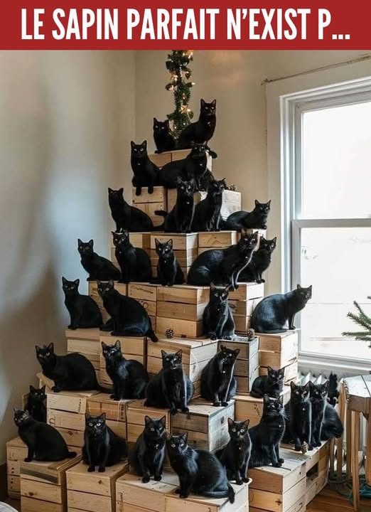 Sapin de Noël avec des chats noirs