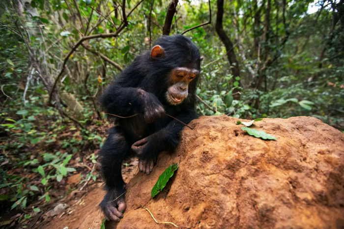 Chimpanzé avec un outil pour manger des termites