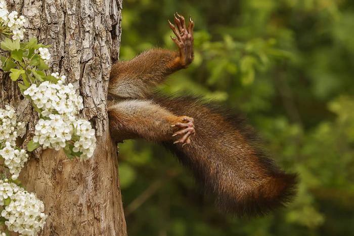 Comedy Wildlife Photography 