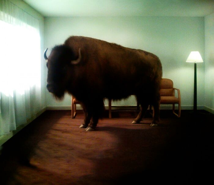 Un bison dans le salon