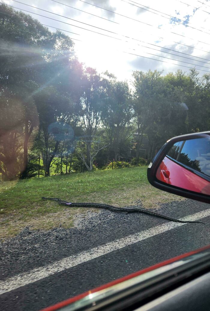 Un serpent australien qui se promène