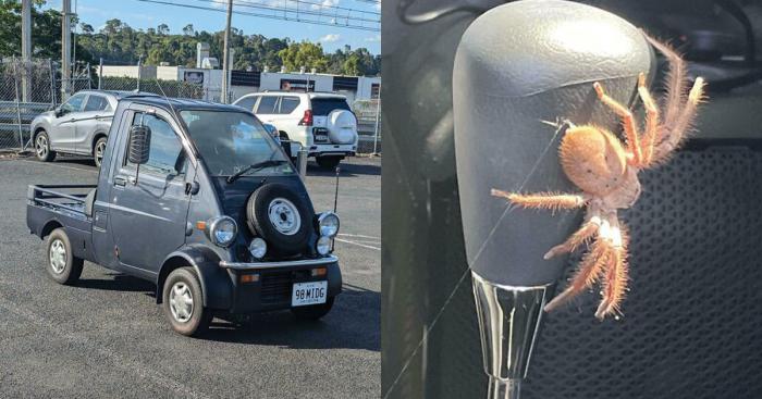 voiture et araignée