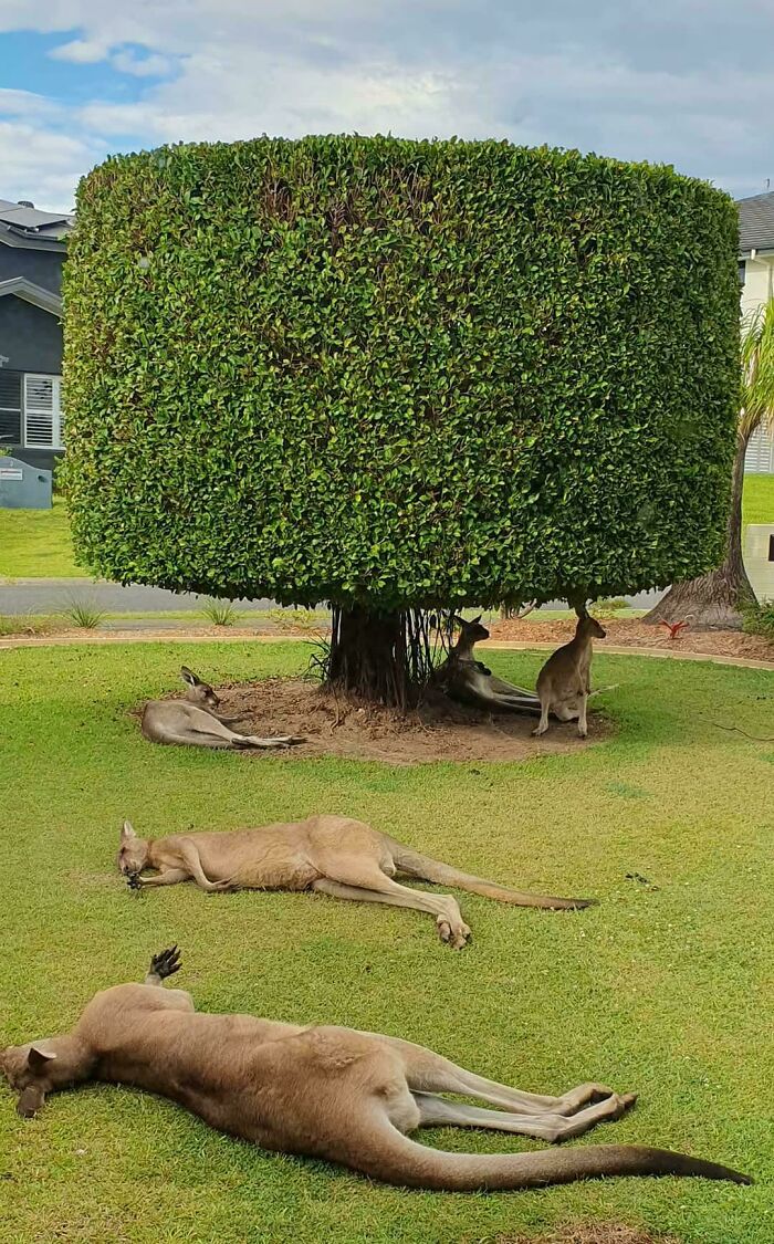 Les kangourous en Australie