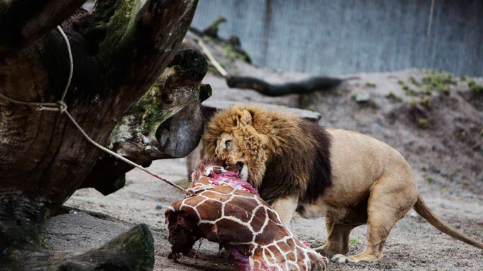 Lion qui mange le girafon Marius