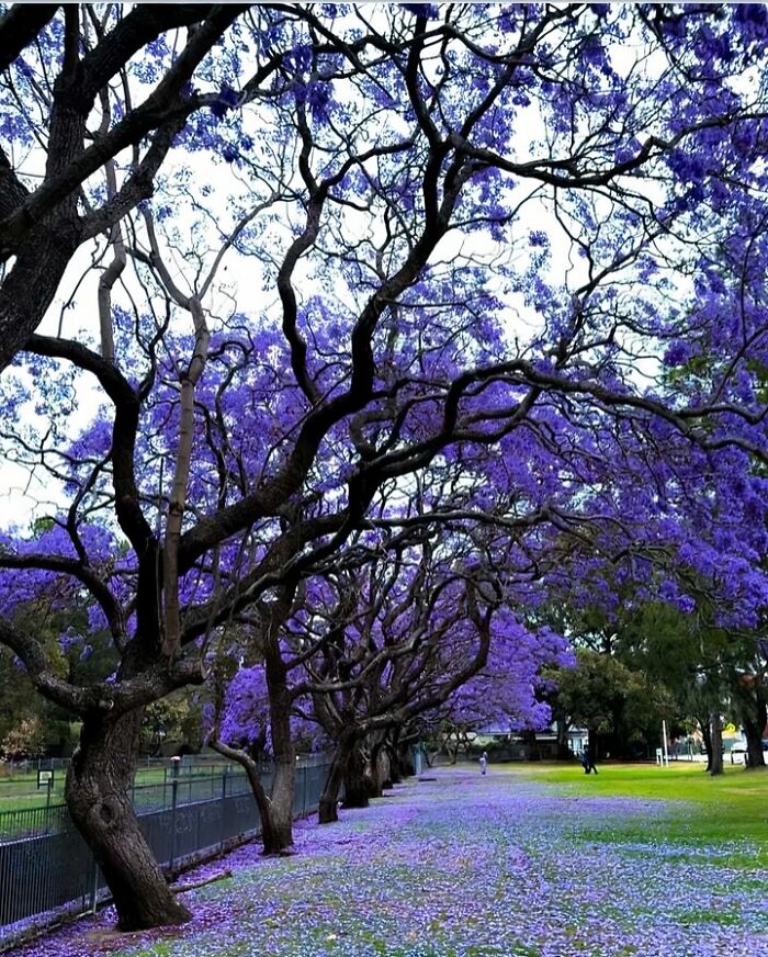 Floraison du jacaranda en Australie