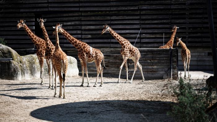 Girafes dans un zoo