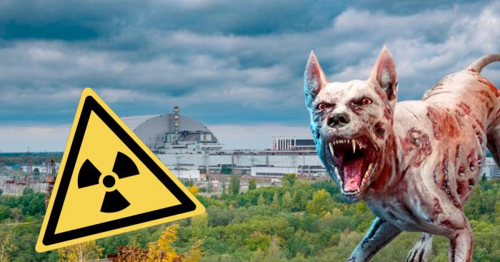 Nouvelle révélation étonnante sur les chiens mutants de la zone contaminée de Tchernobyl