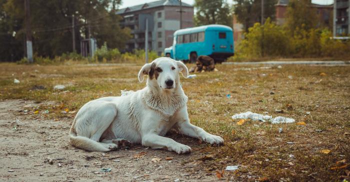 Chien allongé dans la zone de Tchernobyl